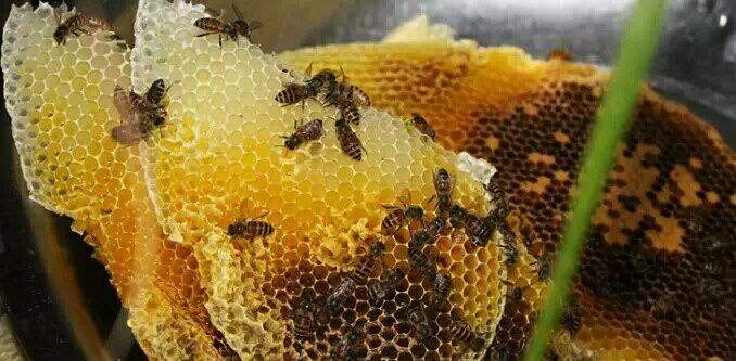 伏牛山土蜂蜜